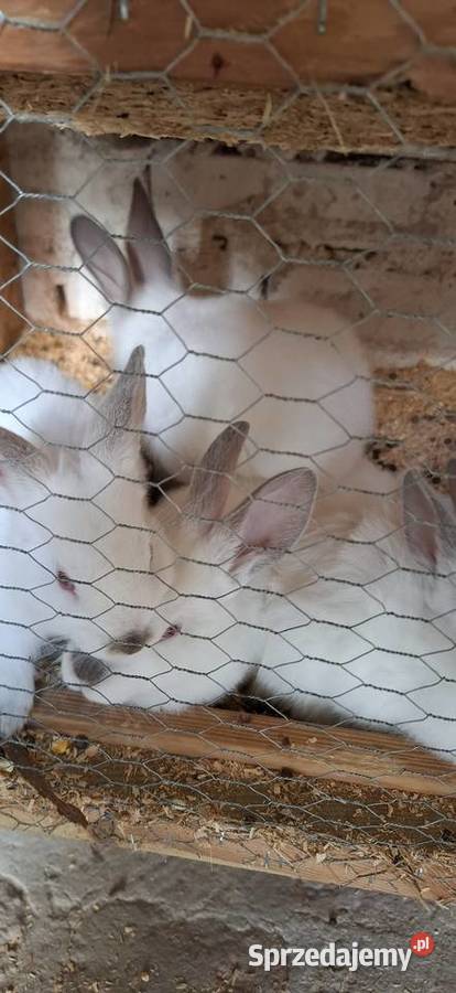 Kroliki kalifornijskie lubuskie