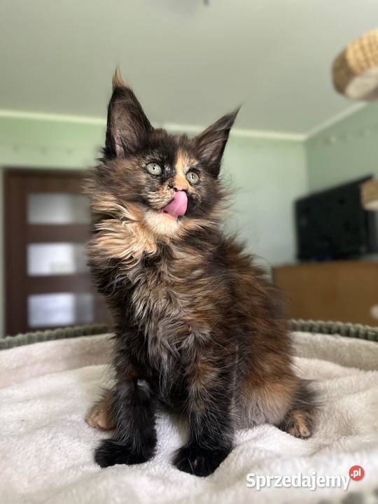 Ida kotka Maine Coon kujawsko-pomorskie Szembruk