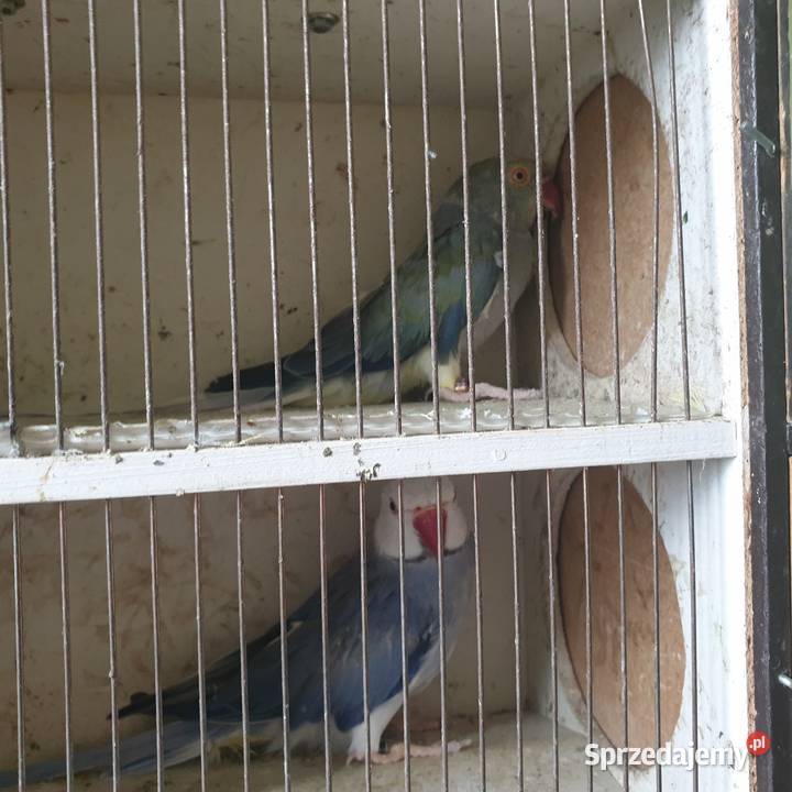 Aleksandretta obrożna g o