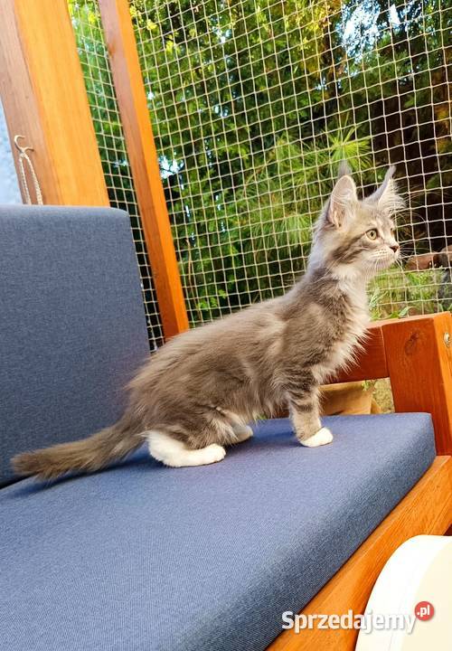 Oriel Wonder Maine Coon niebieska kotka z bielą sprzedam