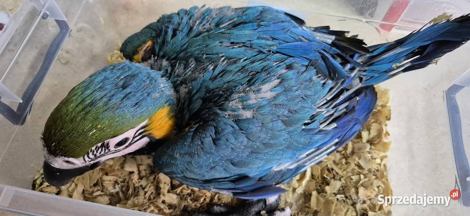 Sprzedam papugi z 2025 Grodzisk Wielkopolski