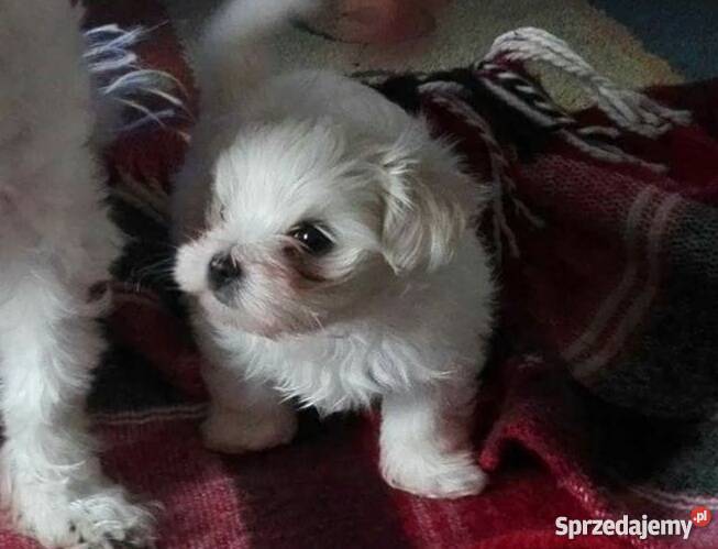 Maly Slodki Maltanczyk Żywiec