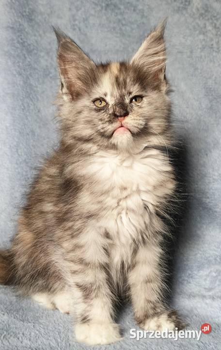 Maine Coon kotka do hodowli rodowód FPL Olkusz