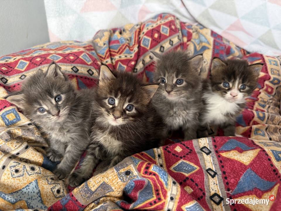 Kocięta Maine Coon odbiór na Walentynki Wrocław sprzedam
