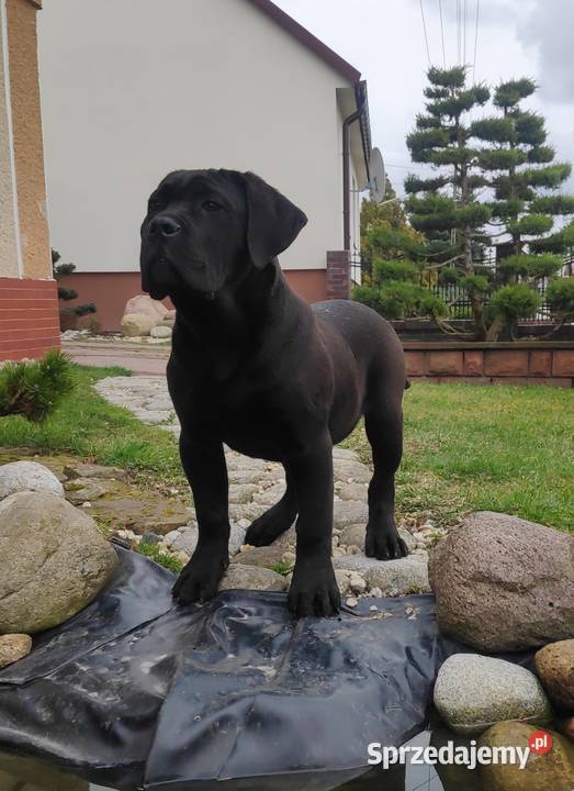 Cane Corso szczeniaki zagraniczne krycie ładna Kielce