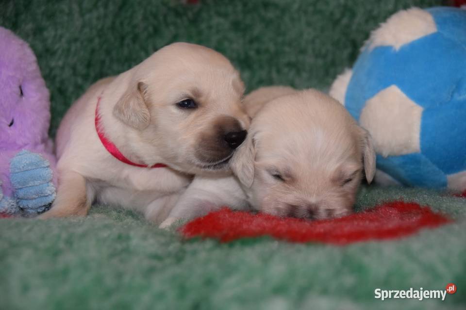 Golden Retriever szczenięta Zkwp fci mazowieckie Łochów