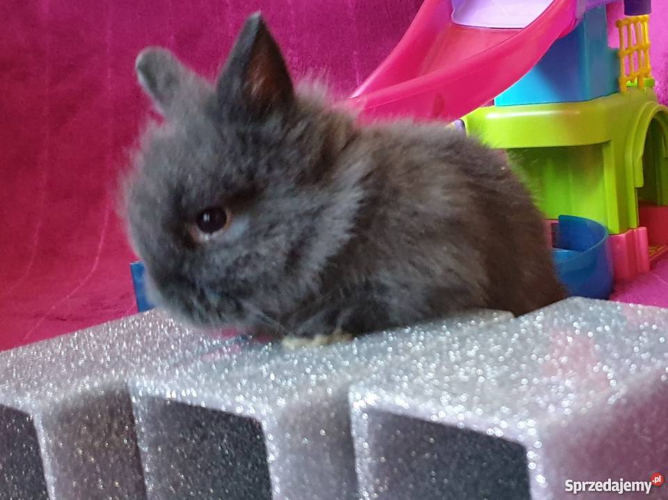 Króliki karzełki miniaturki królik karzełek Zwierzęta Kraków