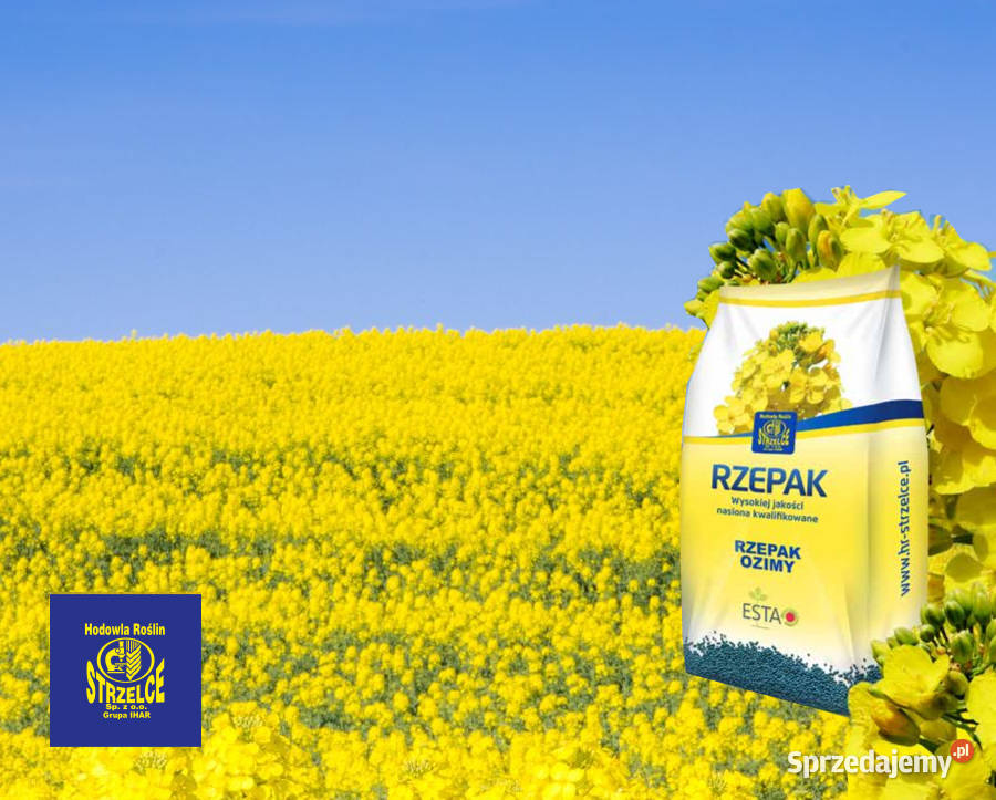 Rzepak Strzelce Gemini Buteo Start Kępno