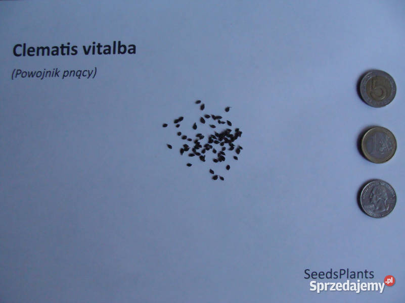 POWOJNIK PNĄCY Clematis vitalba NASIONA 10000 Ogród