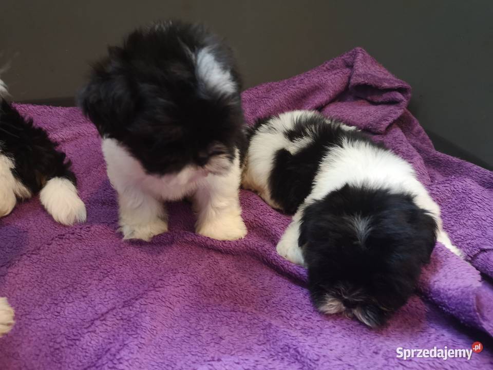 SHIH TZU SUCZKA Szczeniaczek Biało czarna Szczecinek