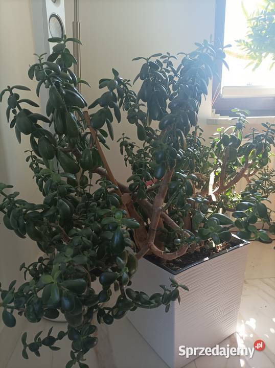 grubosz i aloes na sprzedaż Łódź