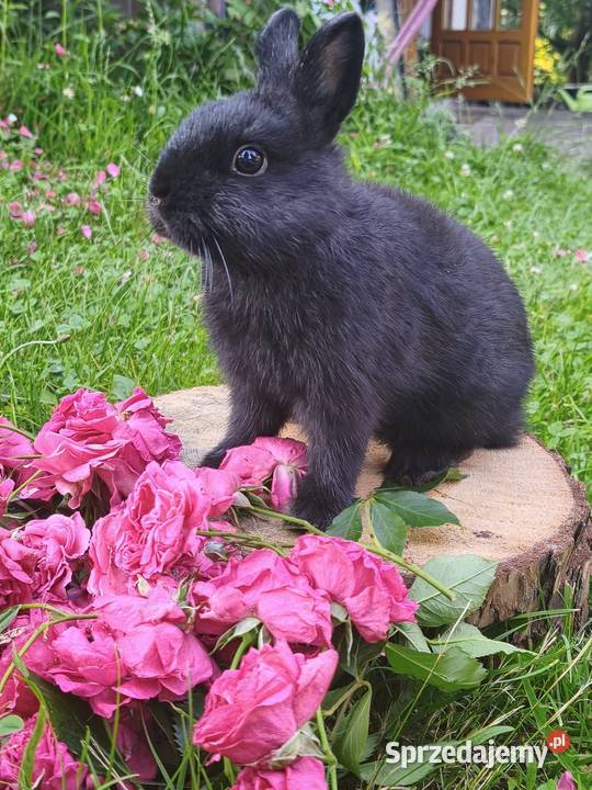 Królik miniaturka mini lop karzełek Kraków
