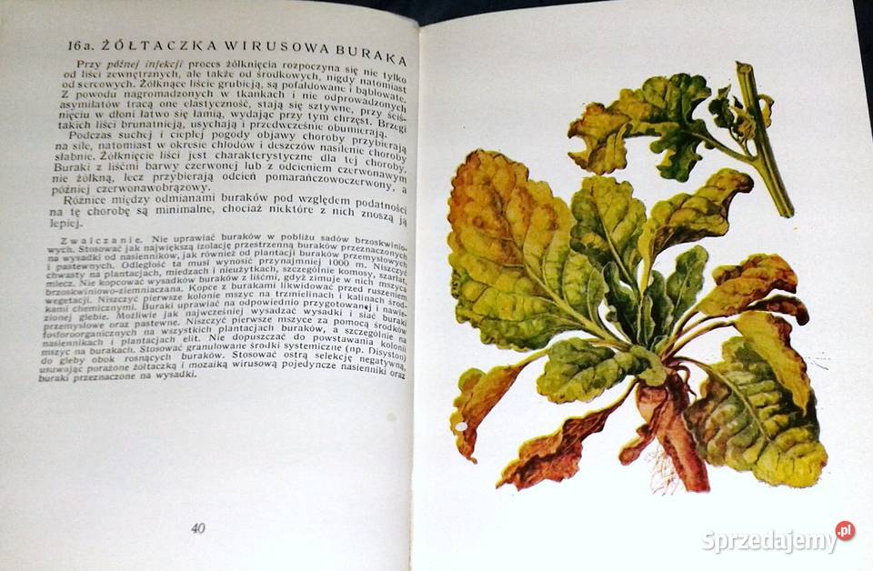 Atlas chorób i szkodników buraka cukrowego K Rok wydania 1966 Chełm sprzedam