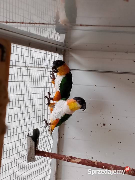 Barwinki czarnogłowe Ptaki