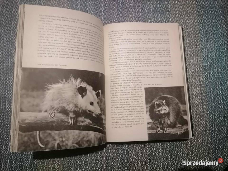 Ssaki Zwierzęta Świata 1988 Rok wydania 1988