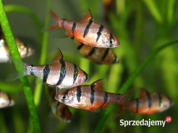 Brzanka pięciopręga Desmopuntius pentazona pomorskie Gdańsk sprzedam