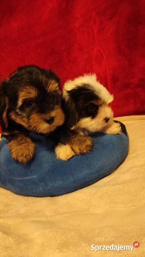 Śliczne suczki York Biewerek z rodowodem