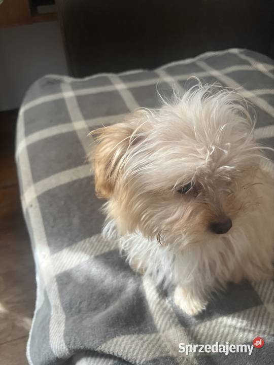 YORKSHIRE TERIER YORKI YORK CHOCO MERlE ZlOTY Starachowice