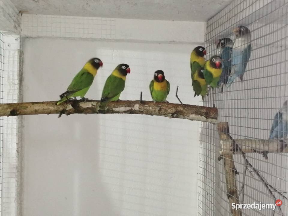 Nierozłączki czarnogłówki Ptaki Ostrów Wielkopolski