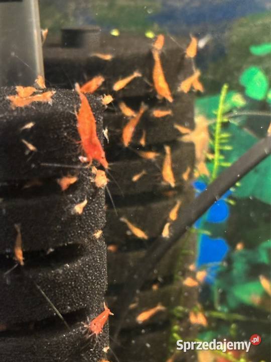 Krewetki neocaridina red cherry Aleksandrów Łódzki