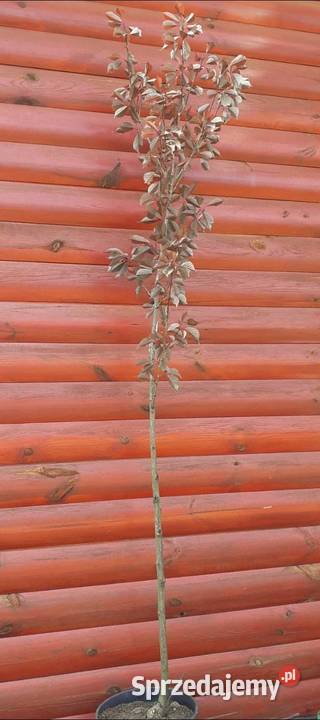 Śliwa wiśniowa Pissardii forma drzewiasta