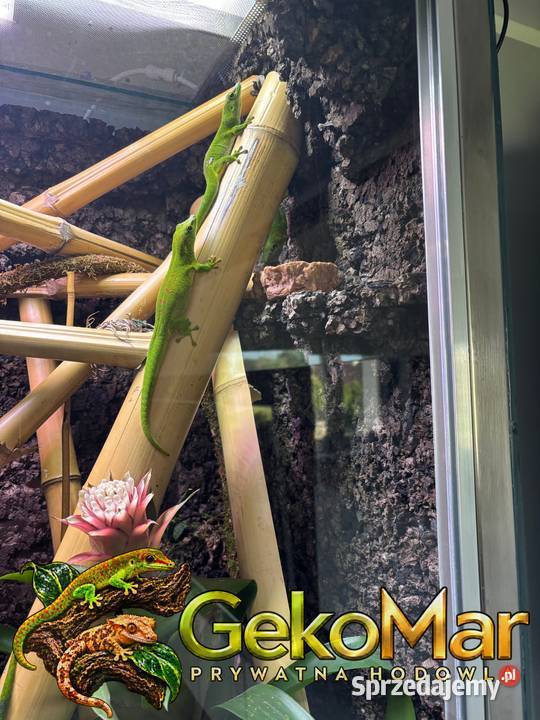 Felsuma madagaskarska Phelsuma grandis opolskie