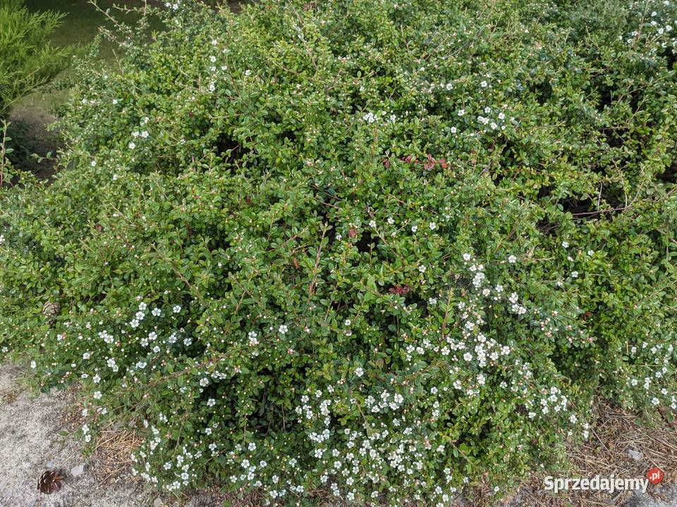 Irga Płożąca zadarniająca duża sadzonka XXL Lublin