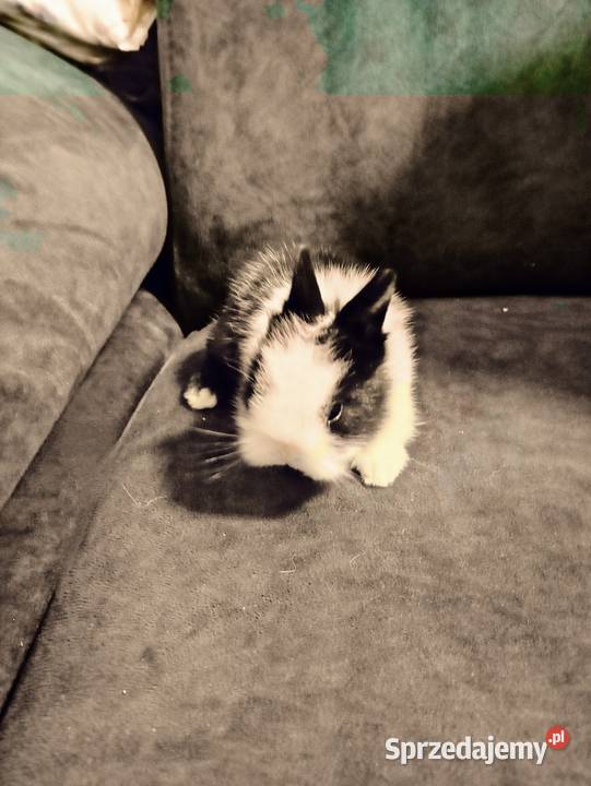 Króliczki Teddy wielkopolskie