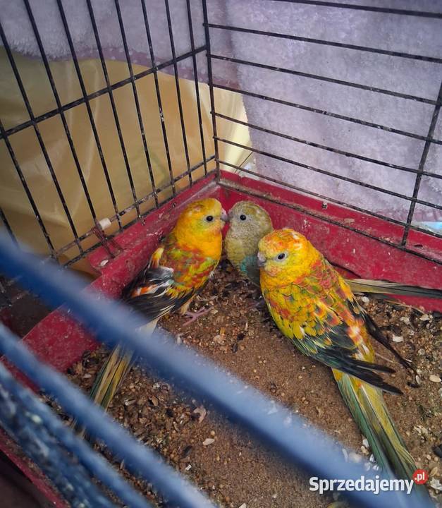 Papugi świergotki kujawsko-pomorskie Kcynia