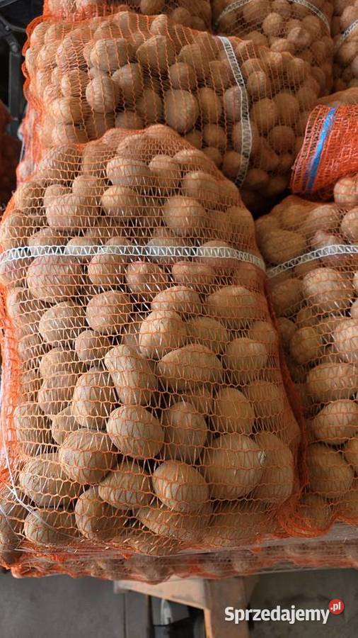 Ziemniaki Sadzeniaki Soraya Queen Anna Dębica sprzedam