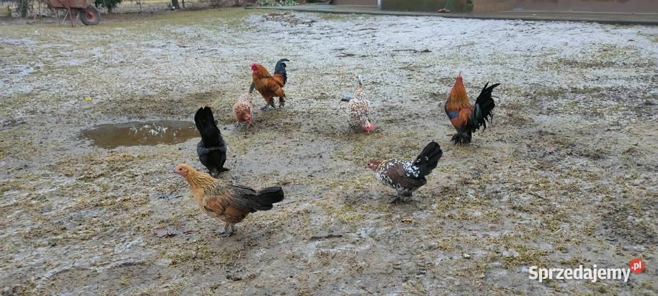 Jajka lęgowe kur karzełki liliputki lubelskie Tokarówka