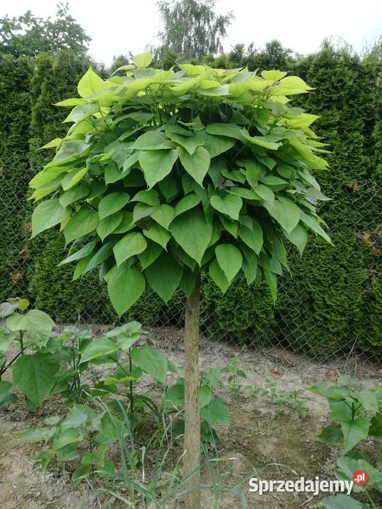 catalpa katalpa surmia nana szczepiona kula na Puławy