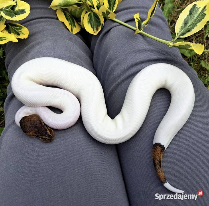 Samiczka Mahogany Black Pastel Pied 2025 Bydgoszcz