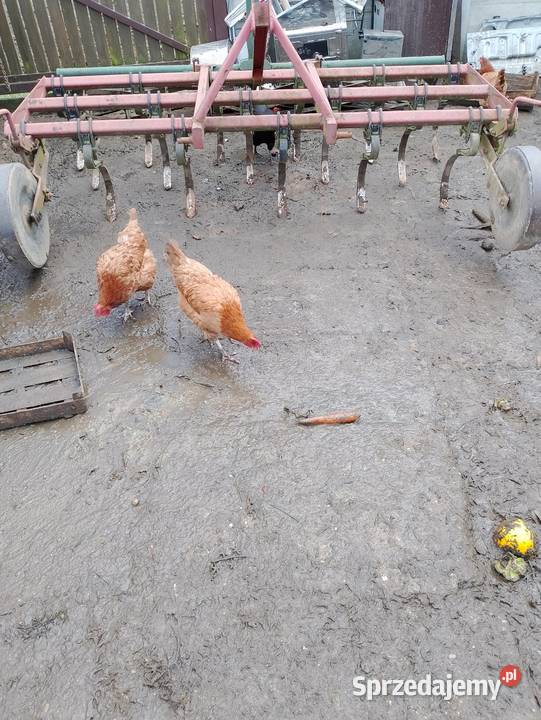 Kultywator 24m Maszyny rolnicze Suszec