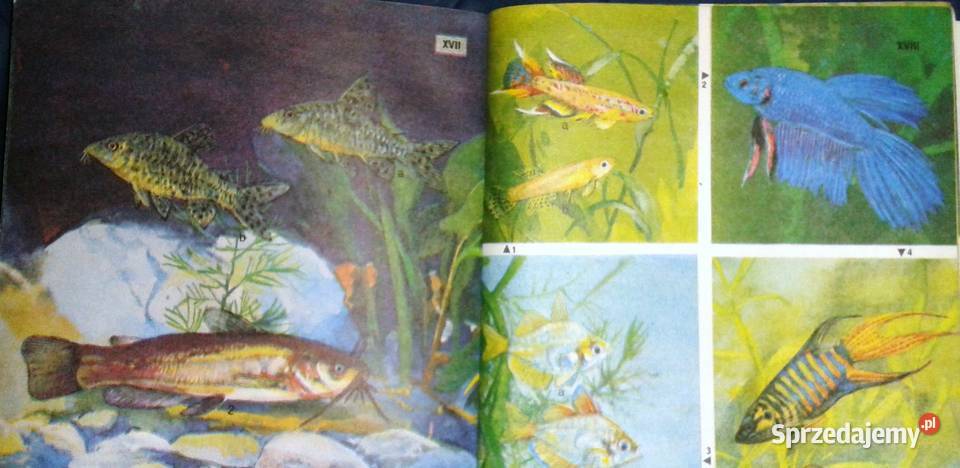 Akwarium i jego mieszkańcy Mirosław Huszcz