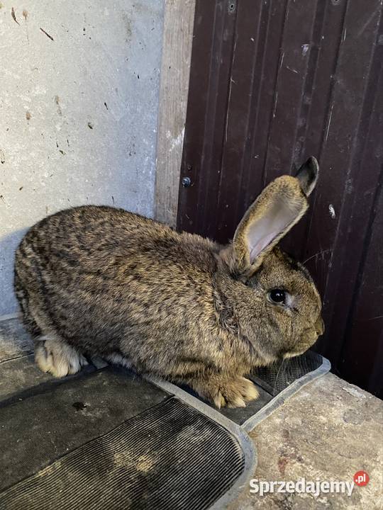 Króliki samce i samice Miechów