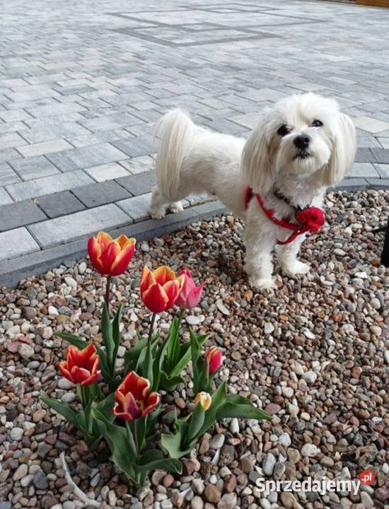 Maltańczyk reproduktor wielkopolskie Kołaczkowo