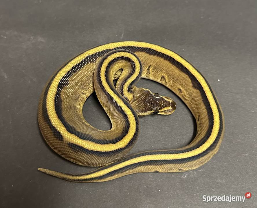 Pyton regius Genetic Stripe Gady i płazy Gady i płazy kujawsko-pomorskie Bydgoszcz