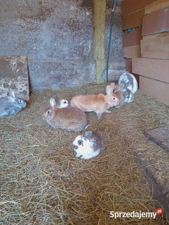 Króliki małe Młode Króle mazowieckie Ostrów Mazowiecka