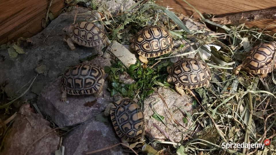 Żółw lamparci żółwie lamparcie młode żółwiki warmińsko-mazurskie Giżycko
