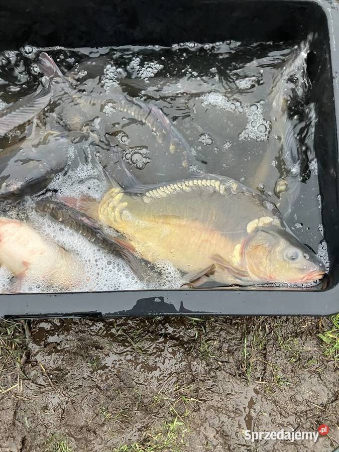 Karp handlowy wigilijny Węgorzewo