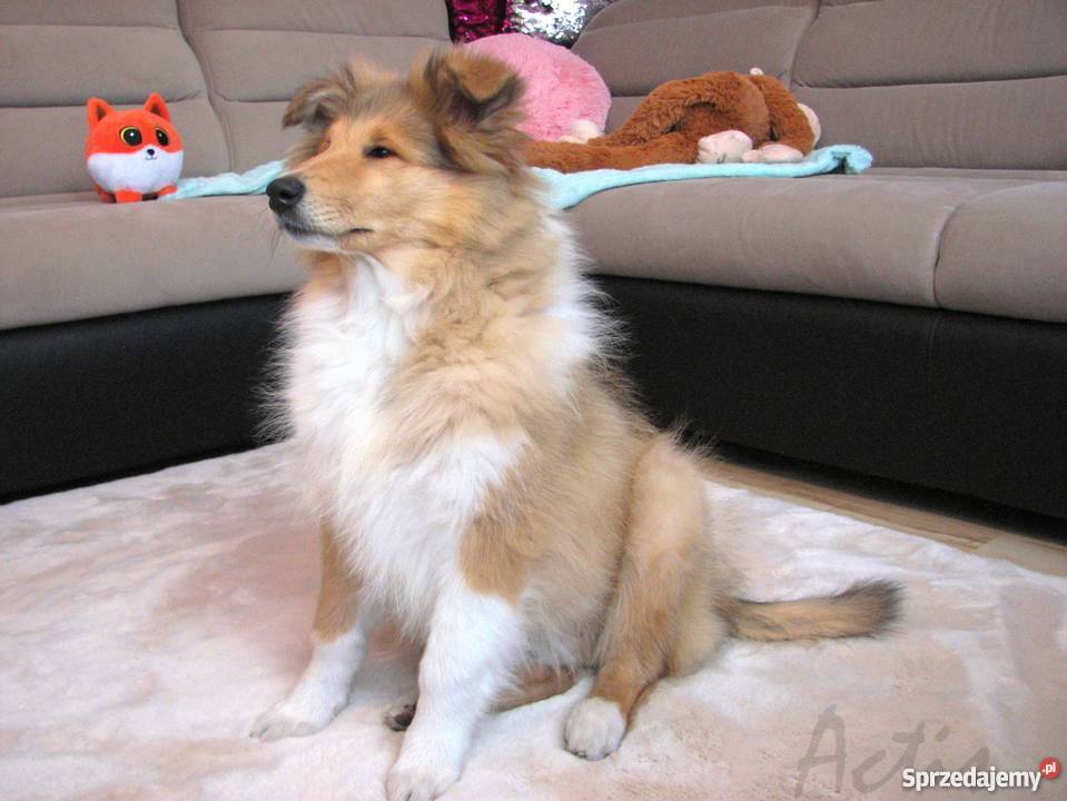COLLIE Owczarek Szkocki wspaniały piesek Multi Częstochowa