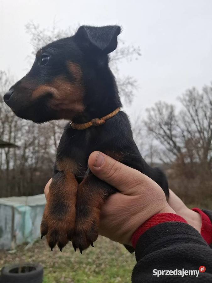 Terier Niemiecki Suczka lubelskie Annopol