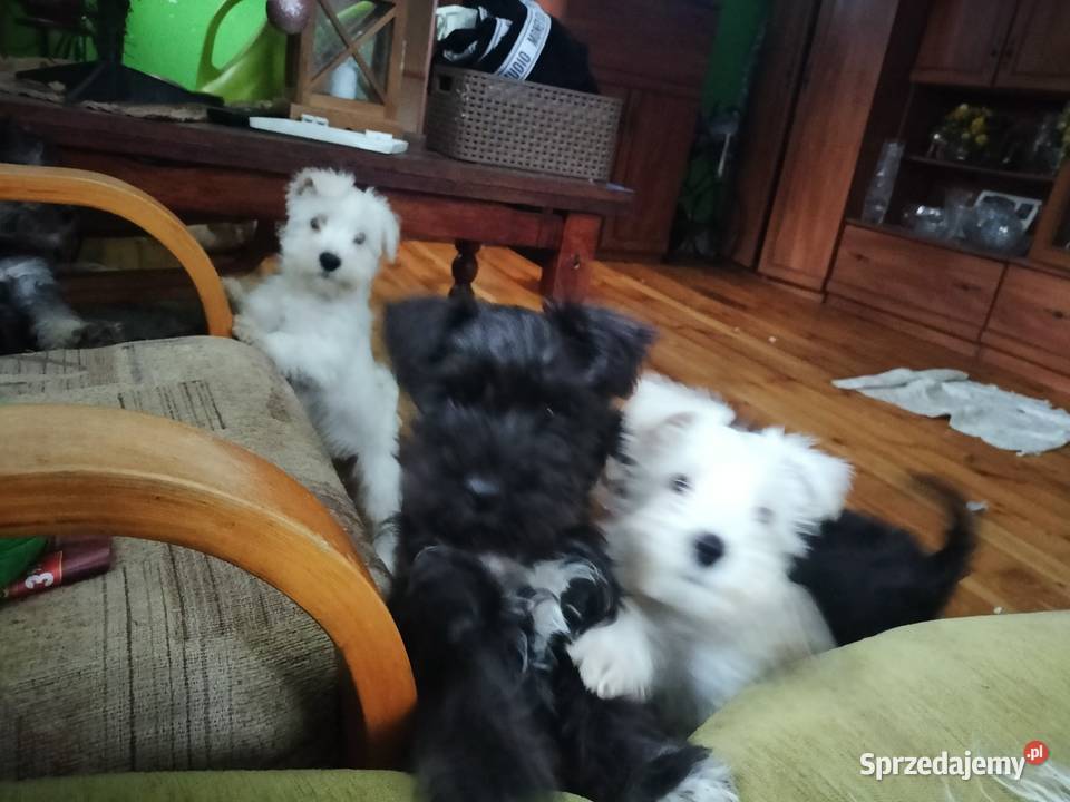 Sznaucer miniaturowy Złotoryja