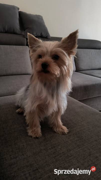 Yorkshire Terrier podlaskie Bakałarzewo sprzedam