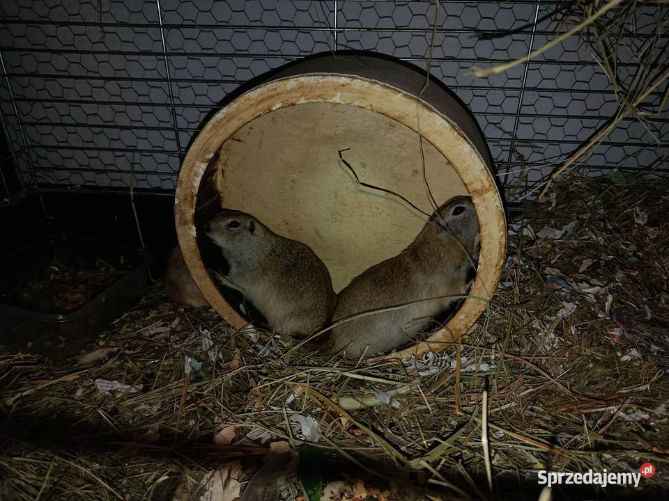 Suseł Richardsona wiewiórka ziemnapiesek Poznań