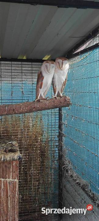 Sowy Sowa Płomykówka Jastrzębie-Zdrój sprzedam