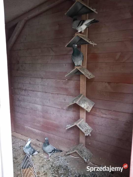 Gołębnik drewaniany Dla ptaków Dębowa