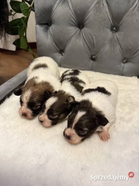 Papillon Spaniel kontynentalny miniaturowy