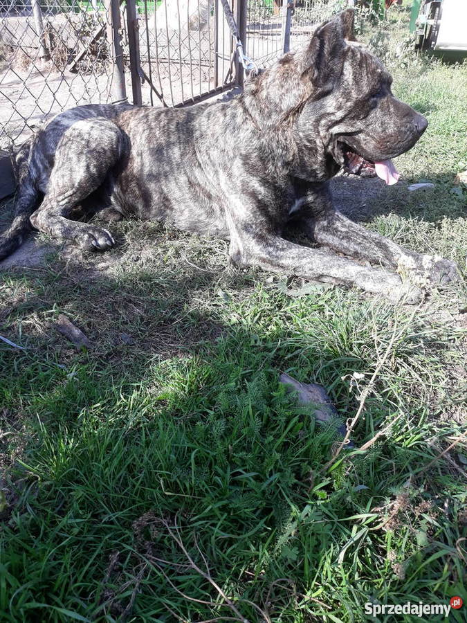 Szczeniaki Dog Kanaryjski Dogo Canario Dogo Canario Piątek